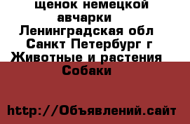 щенок немецкой авчарки  - Ленинградская обл., Санкт-Петербург г. Животные и растения » Собаки   